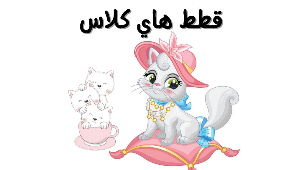 فصة قطط هاي كلاس